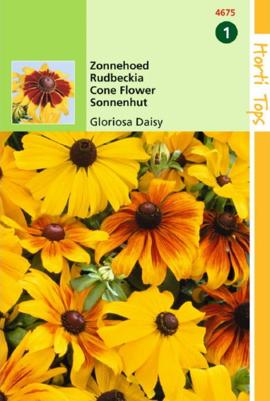 Cone flower Gloriosa Daisy (Rudbeckia hirta) 900 seeds HT